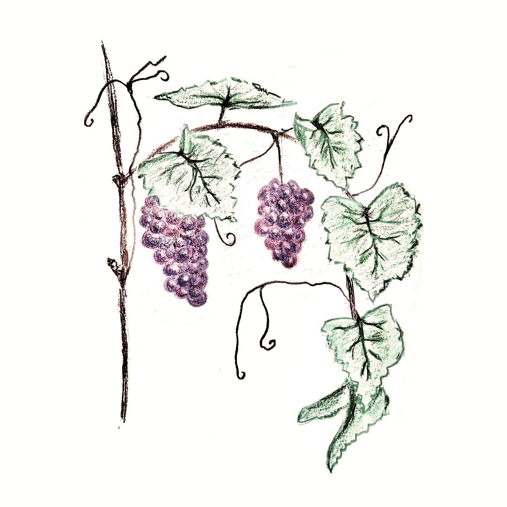 Bestandsaufnahme Weingut Mayerhof